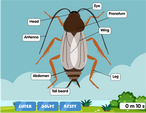 Cockroach diagram